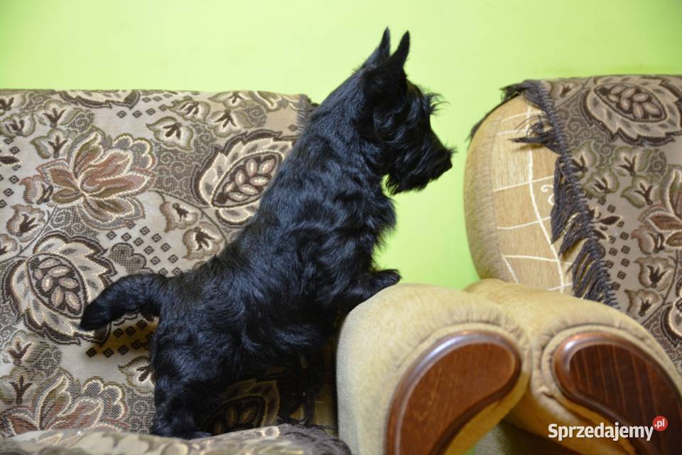 Terrier Szkocki rasowa suczka 4mce rodziny ZKwP Mińsk Mazowiecki