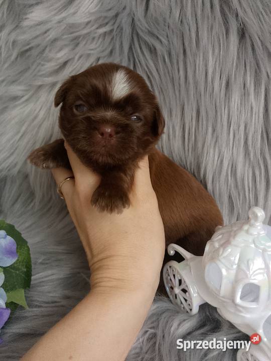 Czekoladowy piesek rasy ShihTzu Kępno