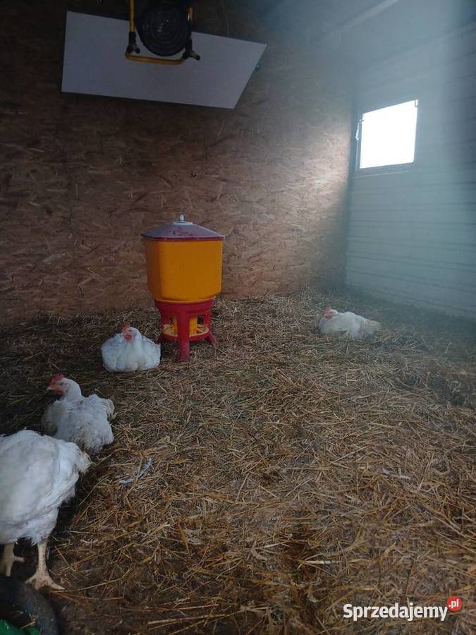 Brojlery mięsne z własnej chodowli
