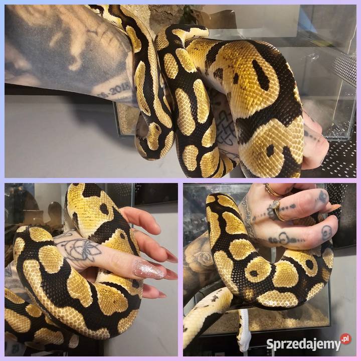 Pyton królewski samica pastel gravel