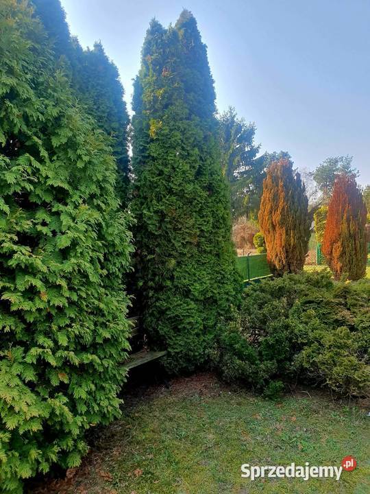 Działka ROD Paluch Miejski Warszawa