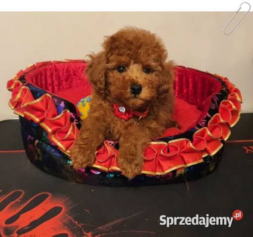 Pudel Toy Miniaturka śliczny i zdrowy pudelek Zwierzęta śląskie Częstochowa