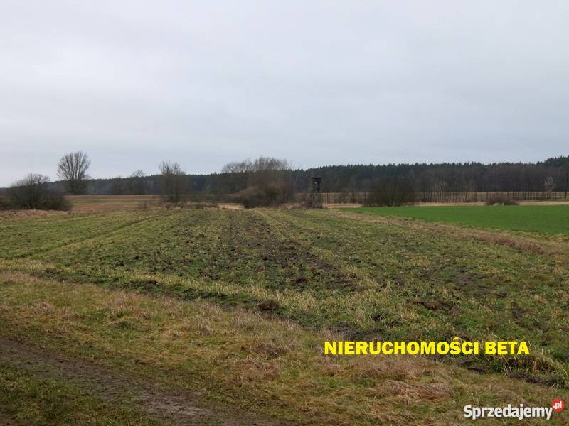 Na sprzedaż gospodarstwo Krobielewko 66000m2 lubuskie Krobielewko