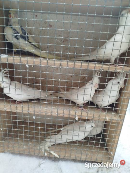 Nimfy faliste sprzedamzamienię Ptaki Bukowiec