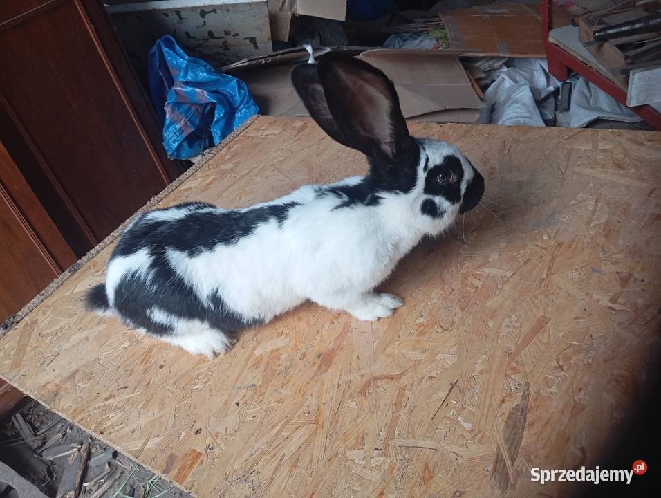 Królik kotna samica olbrzym srokacz niemiecki Sierniki