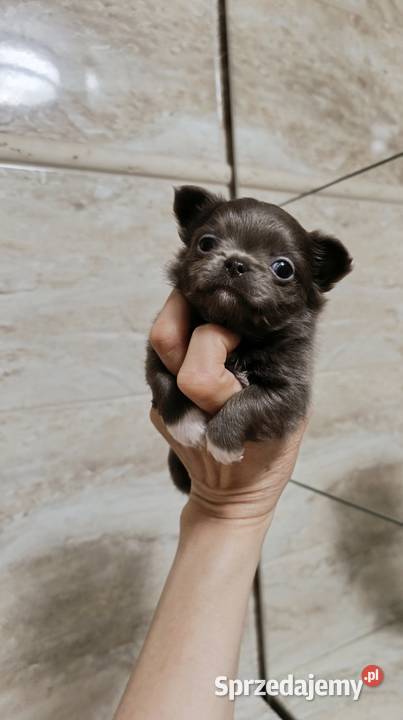Chihuahau liliowa Chihuahua Zwierzęta Warszawa