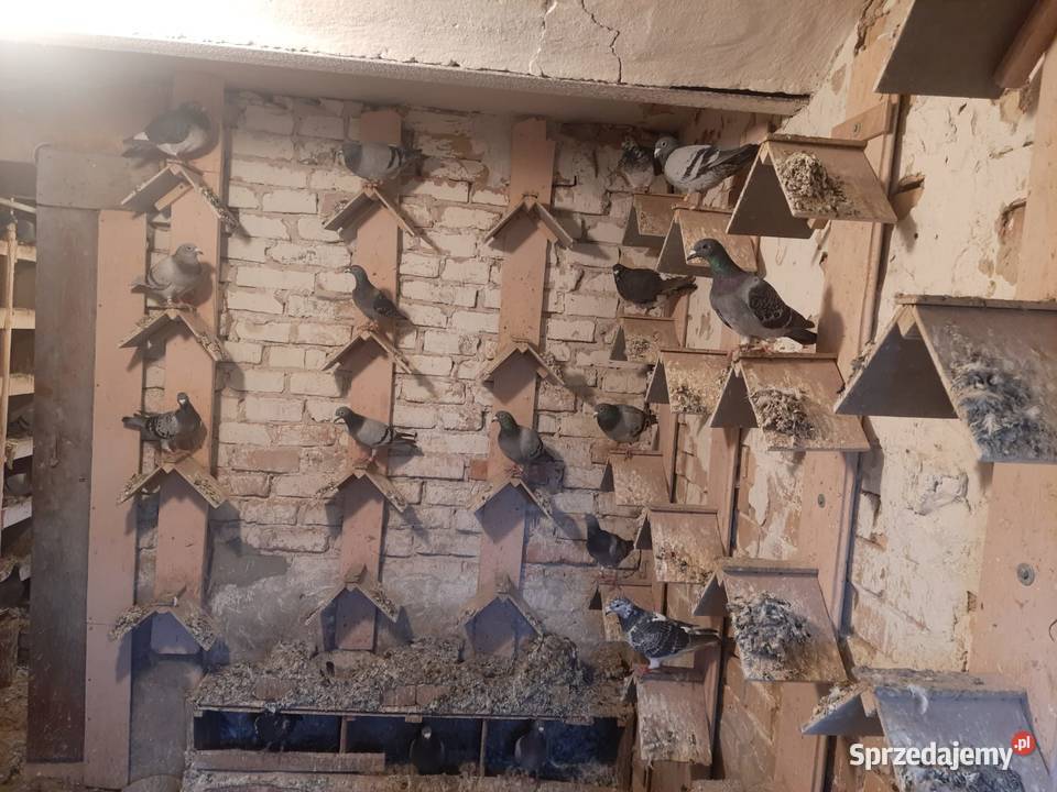 Sprzedam gołębielikwidacja hodowli Starosiedle