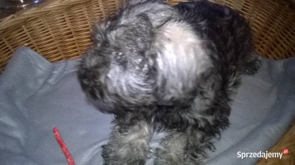 sznaucer miniaturowyszczenięta gotowe do odbioru Lubień Kujawski sprzedam