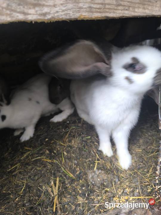 Mix Olbrzym Belgijski z Olbrzym Srokacz Czarny Nowe Chrusty sprzedam