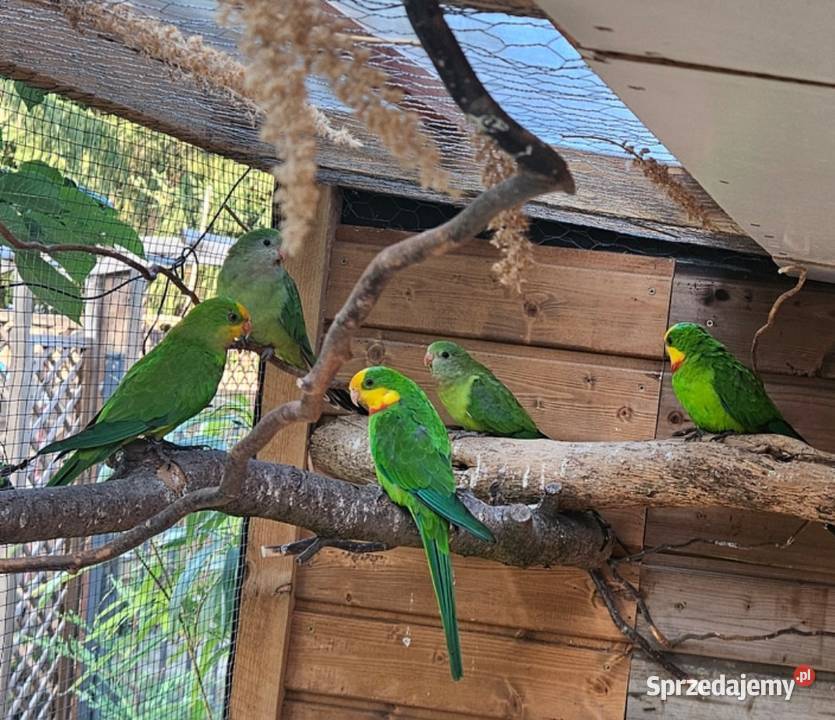 Sprzedam księżniczki tarczowe barabanda Poznań