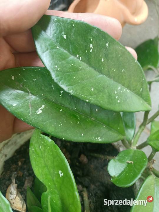 Hoya carnosa