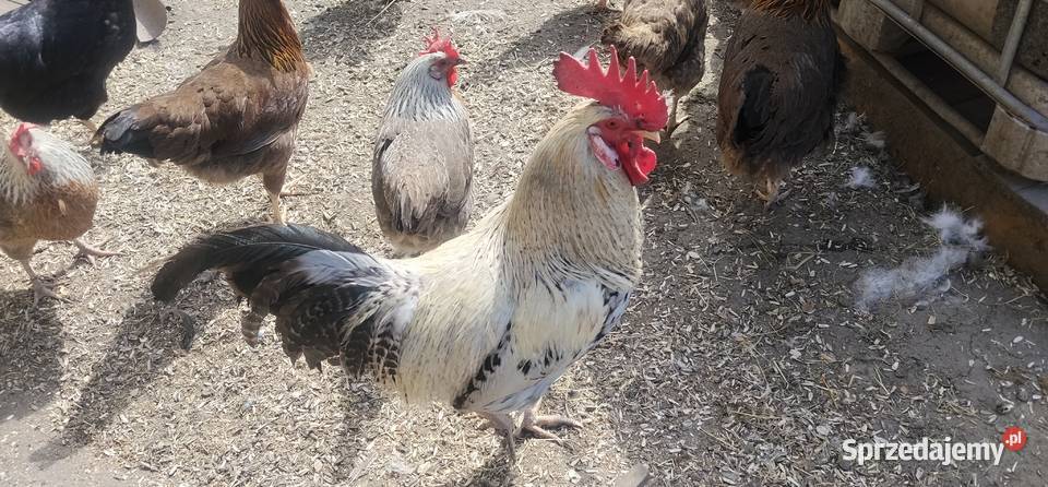 Koguty włoszki legbary 25r sprzedam