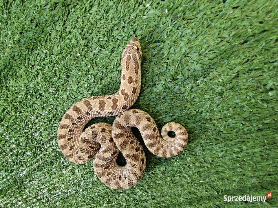 Samica dorosła Heterodon zachodni Gady i płazy Rumia