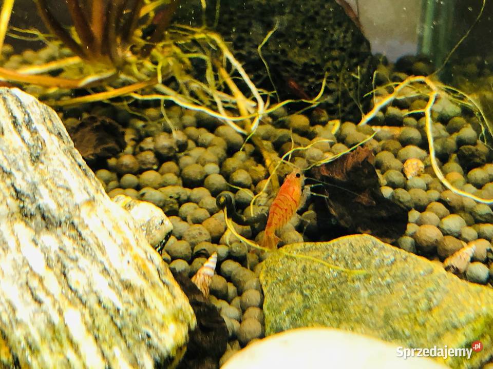 Akwarium Aquael krewetkarium kostka Justynów