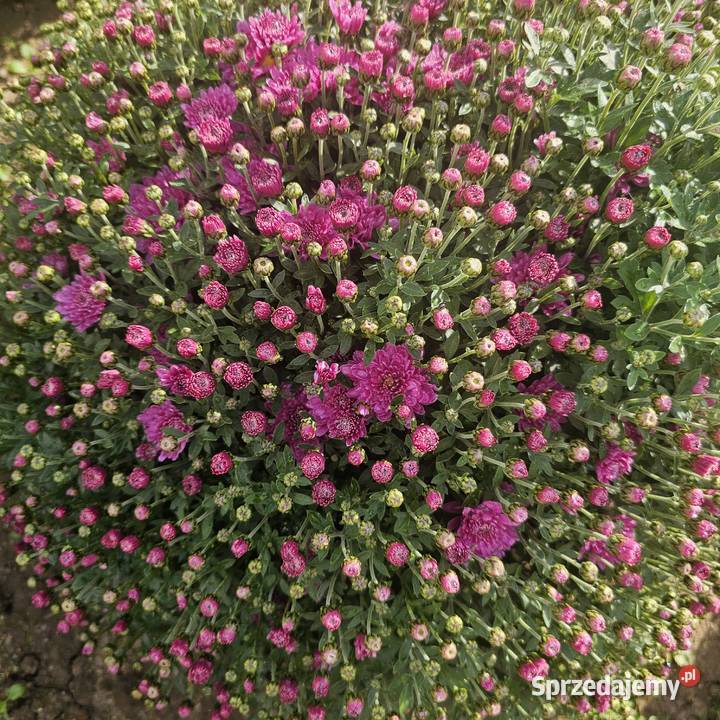 Chryzantemy drobnokwiatowe Udanin