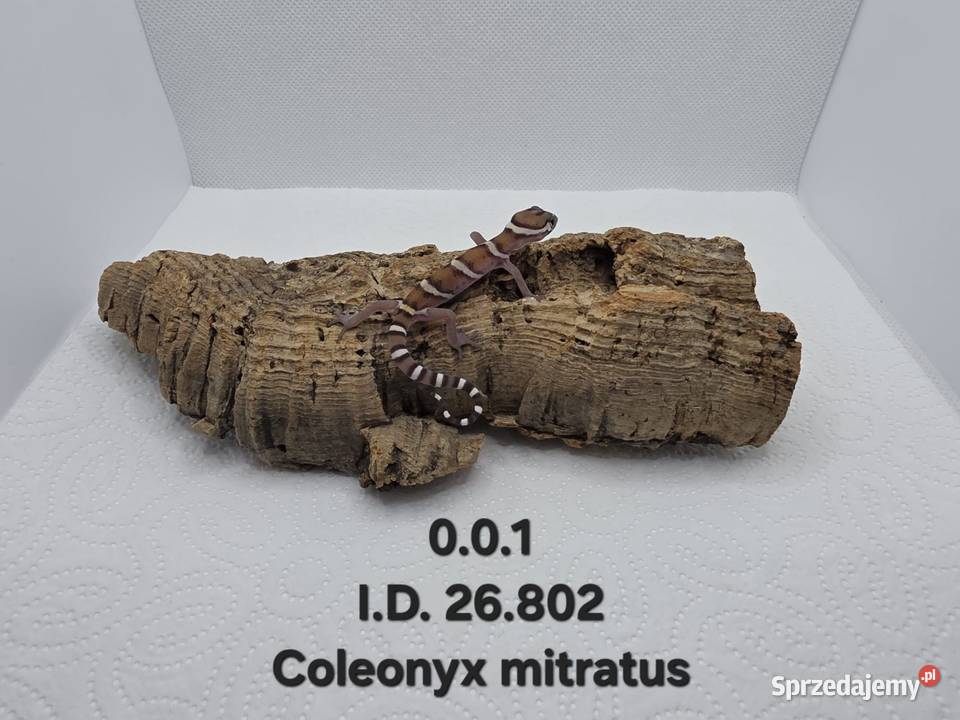 Coleonyx mitratus sprzedam