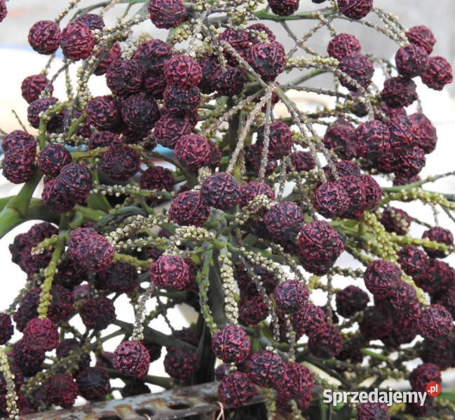 RUDRAKSHA Elaeocarpus Ganitrus NASIONA 100g Nasiona