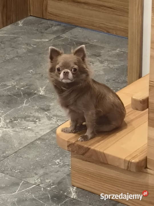 Chihuahua liliowa długowłosa sunia Bartoszyce
