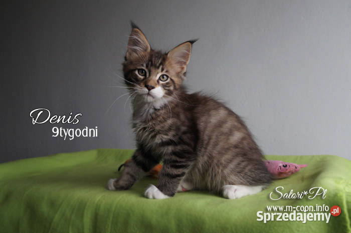 Maine Coon kocięta z rodowodem WCF kujawsko-pomorskie Bydgoszcz