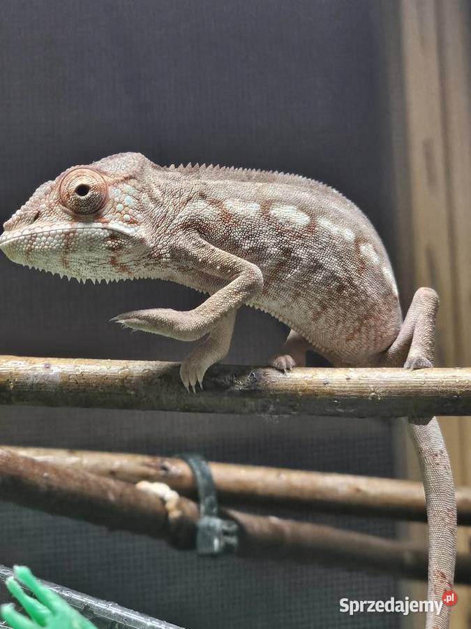 Samiczka kameleona lamparciego Ambilobe Kraków
