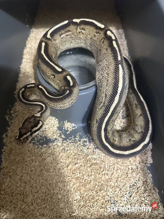 Sprzedam zamienię Gdynia