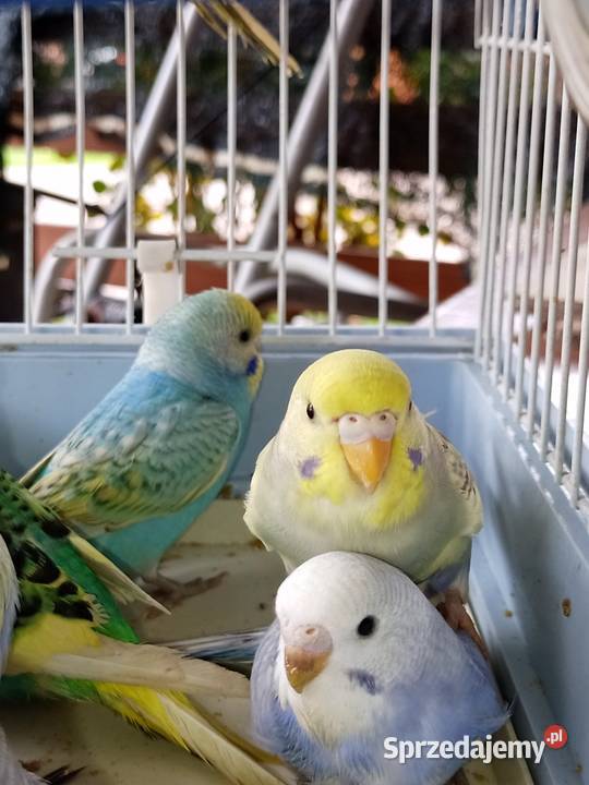 Sprzedam papugi faliste Mechlin
