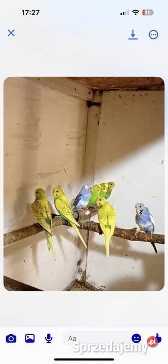 Papugi rozella królewska i świergoty orange szek podkarpackie