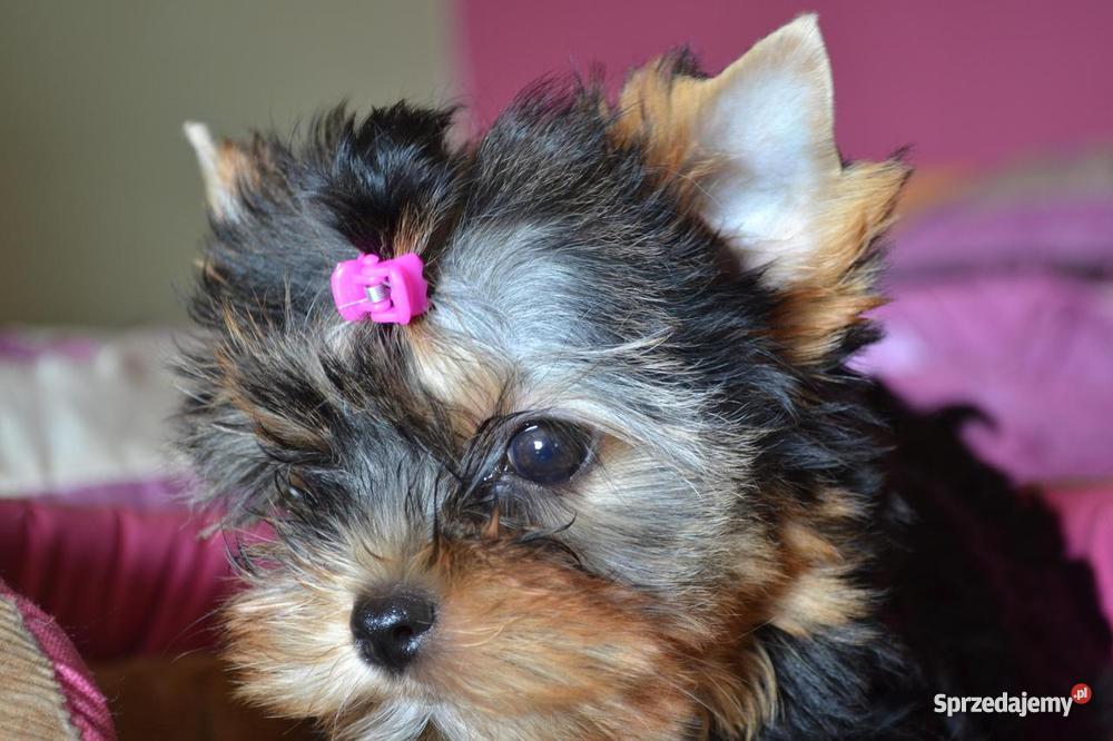 Yorki York Yorkshire Terrier Dowóz Metryka Nowa Sól