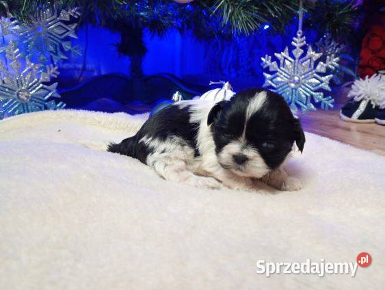 Szczeniaki Shih Tzu Gostynin