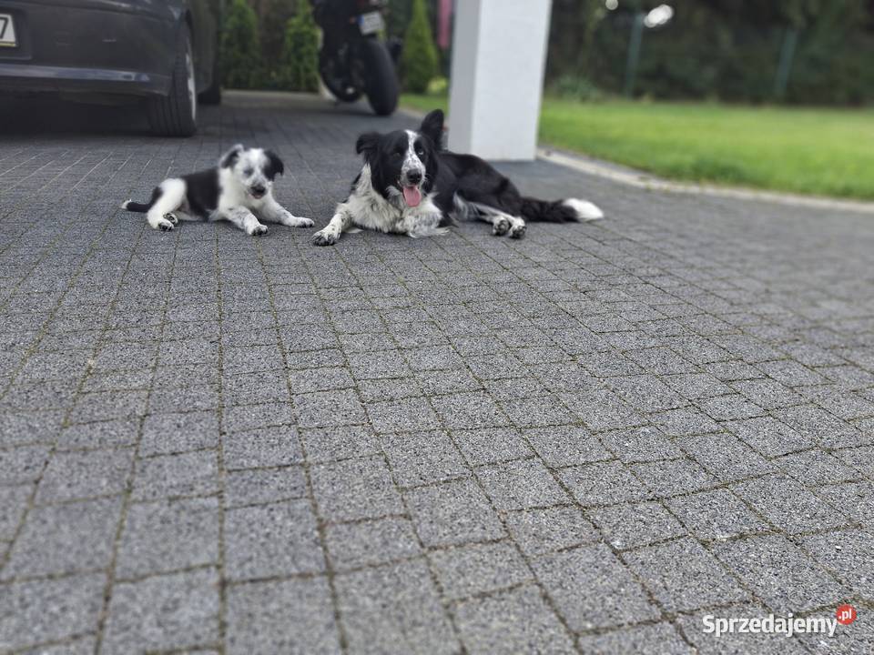Szczeniaki border collie śląskie