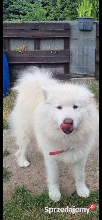 Samoyed samiec Mogilno