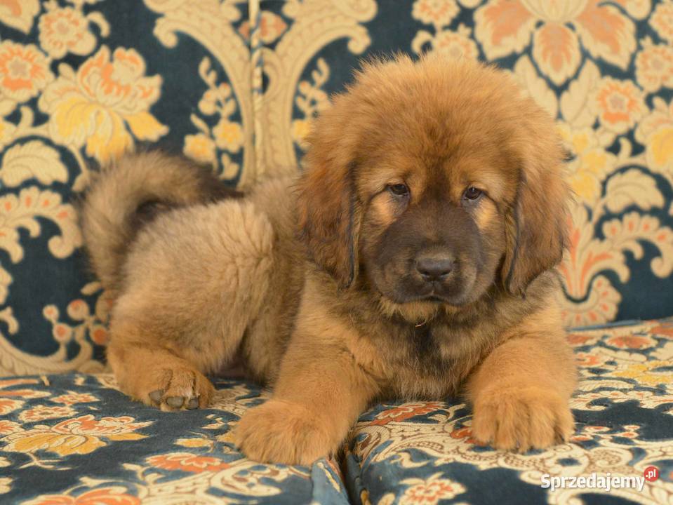 Mastif Tybetański świętokrzyskie Sandomierz sprzedam