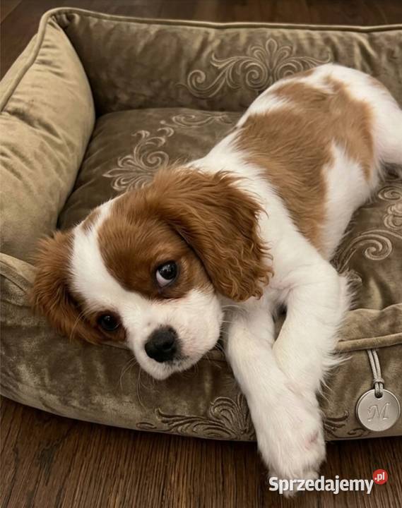 Cavalier king charls spaniel Wolica