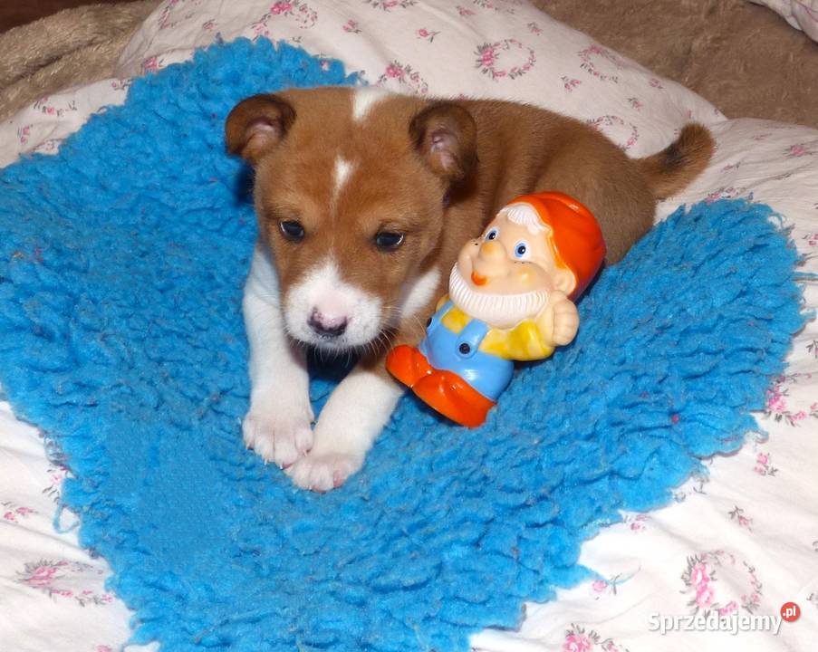 Basenji szczenię KUUME Z GREMLINKOWA Pabianice