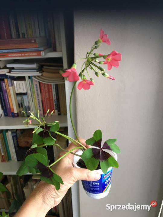 szczawik oxalis Warszawa