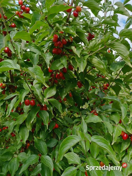 Dereń jadalny naturalny skarb z ogrodu Pozostałe Stryjów