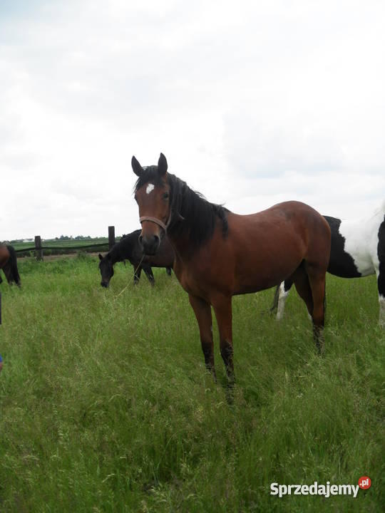 klacz małopolską Pozostałe Miechów-Charsznica