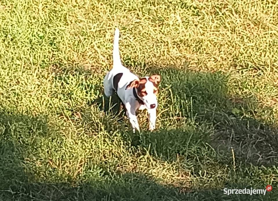 Jack Russell Terrier Gliwice