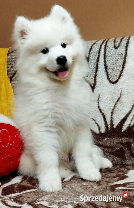 Samoyed szczeniaki Bydgoszcz