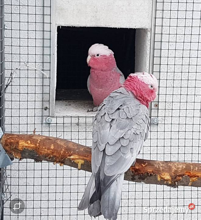 Kakadu Różowe para śląskie Bystra