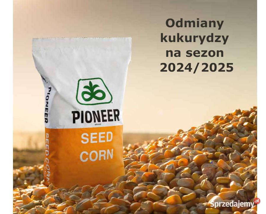 Kukurydza Pioneer P9241 AQUAmax LumiGen Premium Kiszkowo