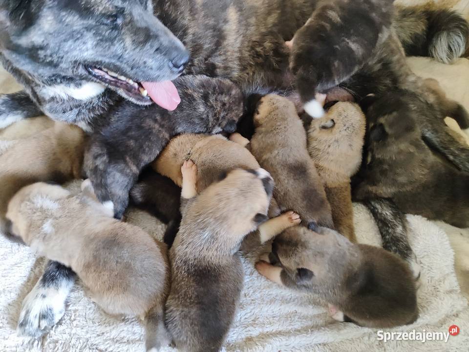 Akita Inu szczenięta socjalizowane zoopsychologa Radzyń Podlaski