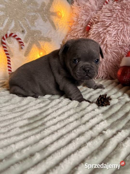 Buldog francuski do rezerwacji Buldog Częstochowa