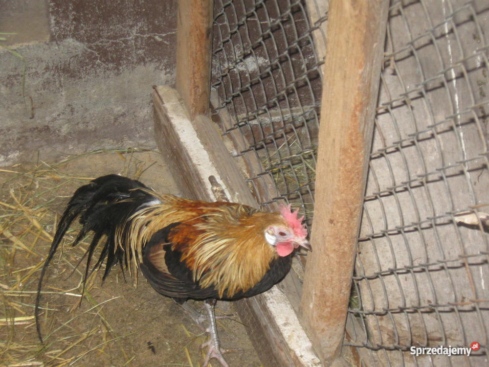 drób ozdobny Pięczkowo