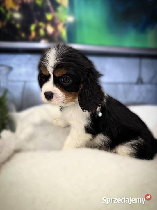 Suczka BONNIE Cavalier King Charles Spaniel małopolskie Limanowa