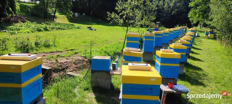 ROJE SILNE ODKŁADY PSZCZELE MAJ 2025 RODZINY Bielsko-Biała sprzedam