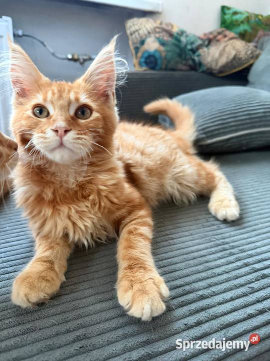 Gandalf Maine Coon