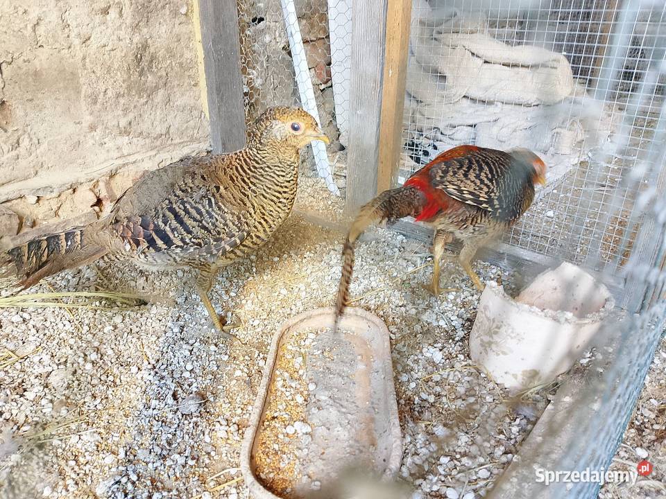 Bażanty złote para Dyblin sprzedam
