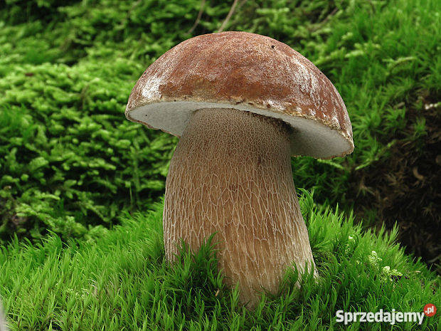 Grzybnia Borowik Usiatkowany Prawdziwek Grzyby w Białystok