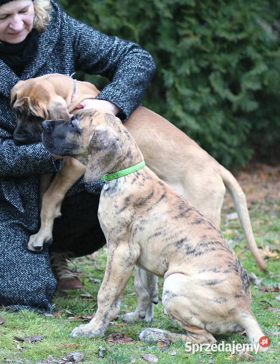 Szczeniaki Dog Niemiecki Zwierzęta Olsztyn
